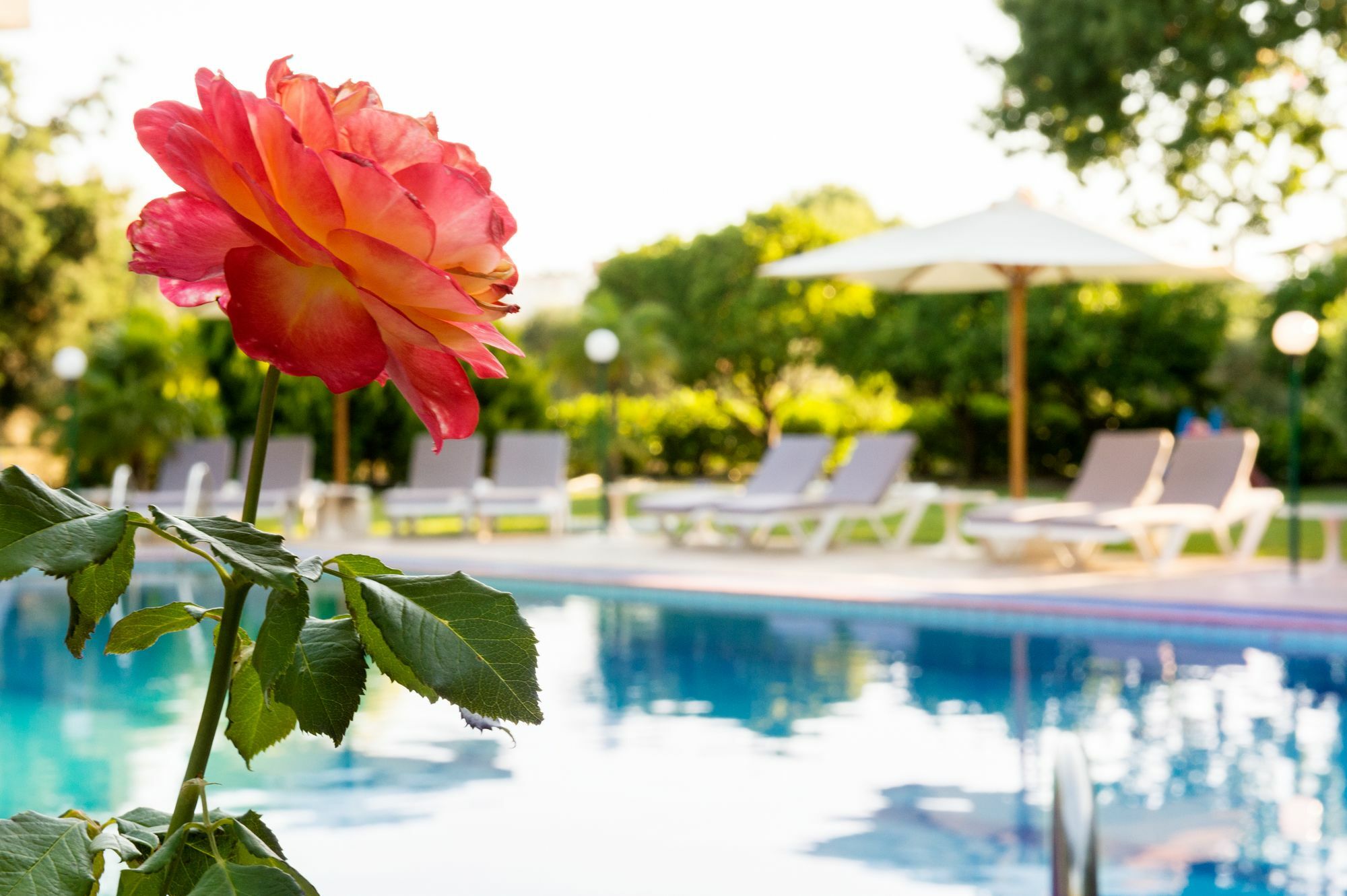 Terinikos Sunny Garden Junior Appart hôtel